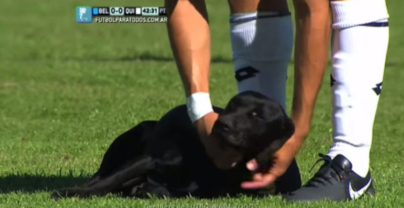 Video: Labrador prekinuo meč!