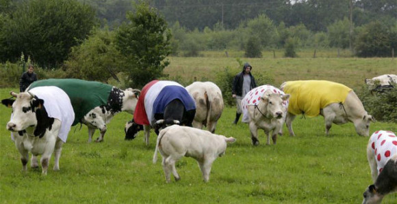 Izgubili 20:0 zbog - KRAVE!
