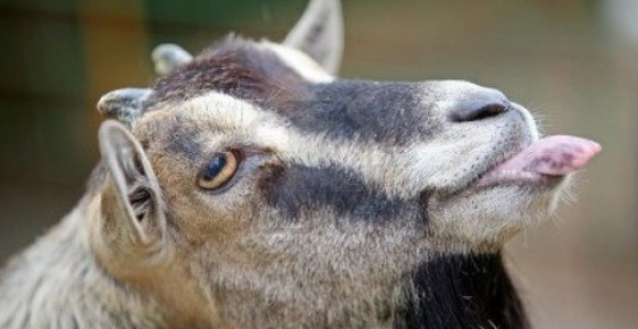 Video: Hoće koza na gol i to ti je!