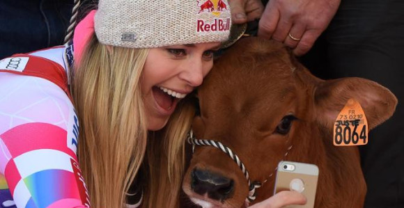 Lindzi pobjedi i dobije tele!