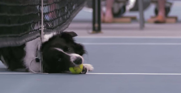 Video: Nema slađih skupljača loptica, zar ne?