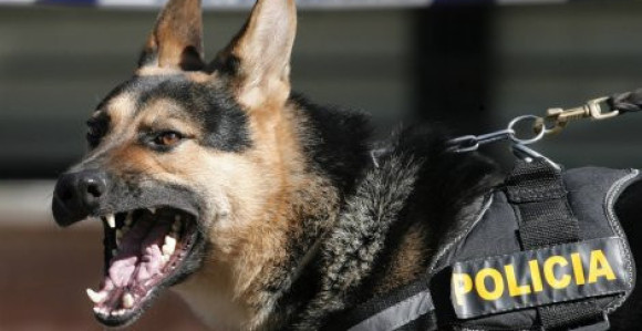 Цуко ујео играча за вријеме меча!