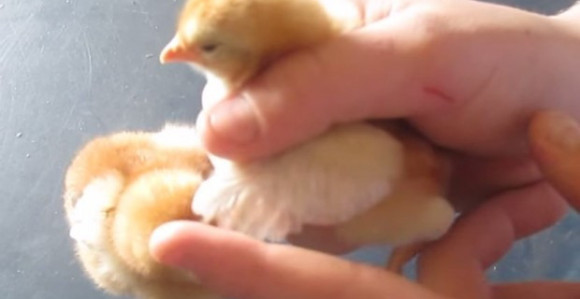 Posao od 55.000 evra godišnje niko neće