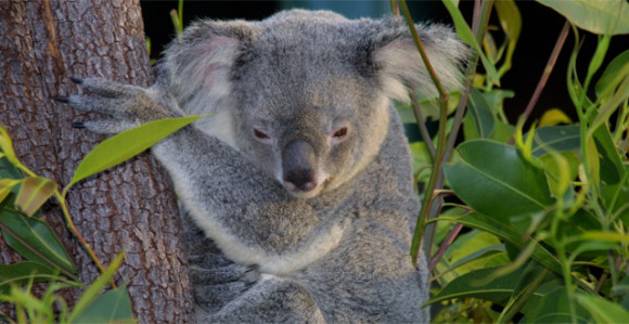 Аустралија: Убијено 700 изгладњелих коала