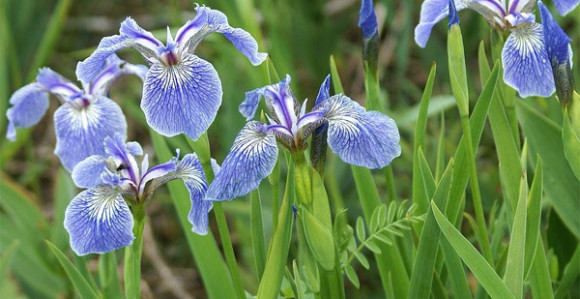 Perunika za jetru, pluća, migrenu