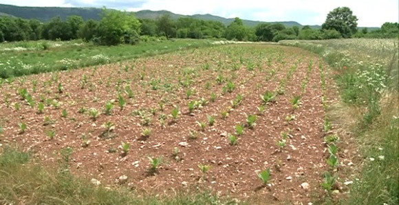 Muke ljubinjskih uzgajivača duvana
