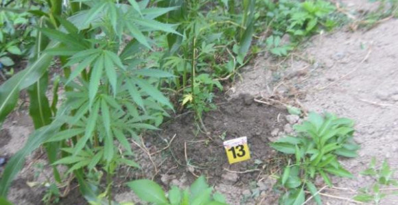 Uhapsili ih dok su okopavali marihuanu