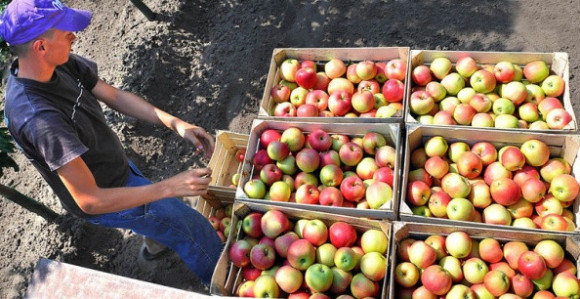 Rusija uvozi jabuke iz Republike Srpske