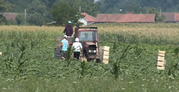 I vrijeme je protiv poljoprivrednika
