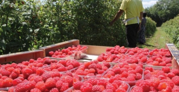 Зашто нећете да радите за три евра дневно?