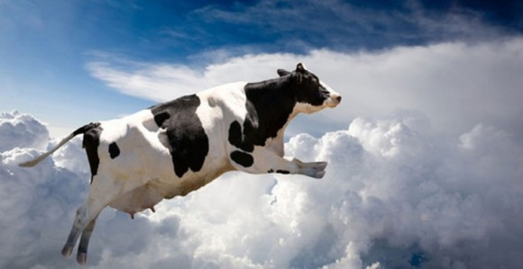 Krava pala s neba na automobil