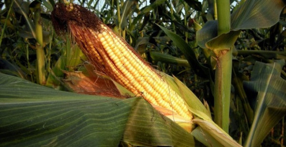 Prepolovljen rod kukuruza u BiH
