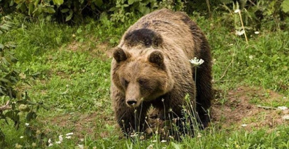 Panika, medvjed primjećen na Pobrđu