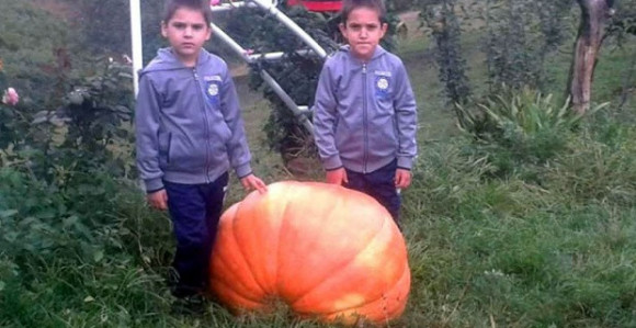 Србац: Бундева тешка 95 килограма!