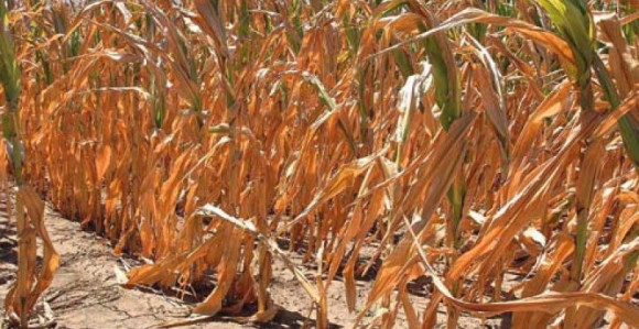 Prepolovljen rod kukuruza u Šamcu