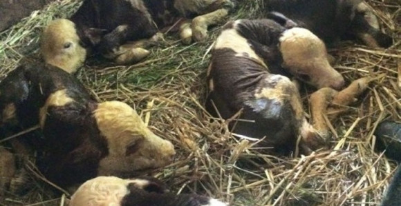 Ona je fenomen: Krava otelila petorke!