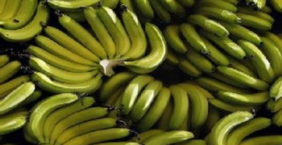 Banane rastu i u Hercegovini!