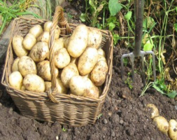 Sjemenski krompir ne može u Hrvatsku