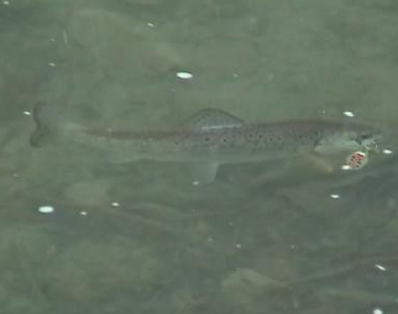 Uništen riblji fond!