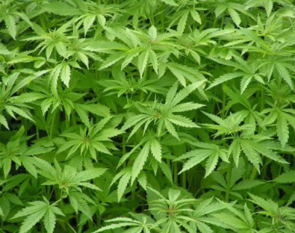 Brat i sestra uzgajali marihuanu