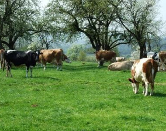 Stočarska proizvodnja u BiH na koljenima
