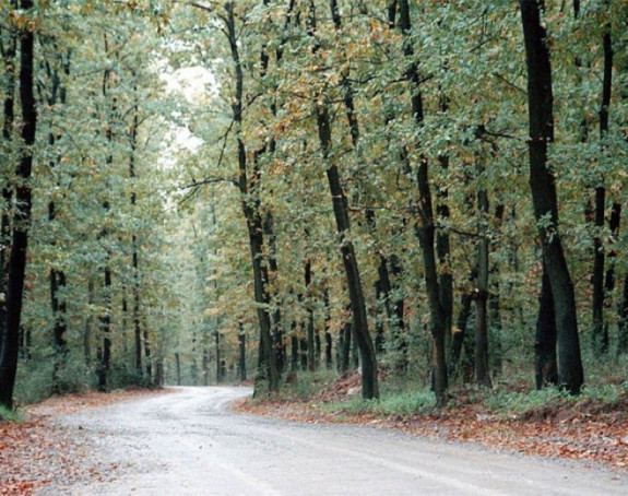 Riješiti pitanje sredstava od korišćenja šuma