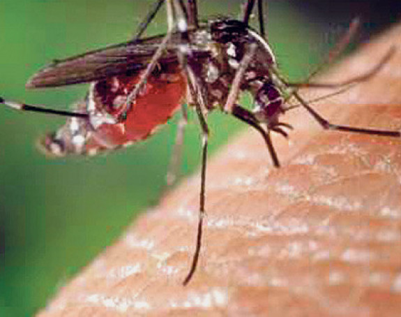Danas zaprašivanje komaraca 