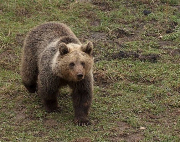 Mučen i ubijen medvjed