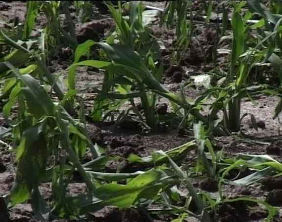 Odšteta od grada samo voćarima