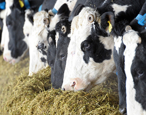 Skuplji cjenovnik veterinara?