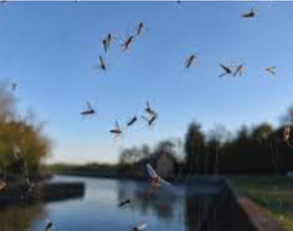 Jesenja invazija komaraca