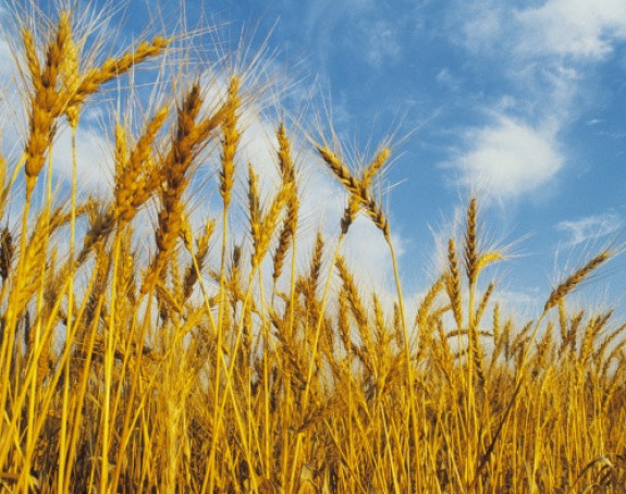 Srbija ostaje bez najkvalitetnije pšenice?