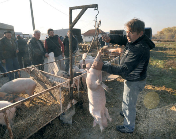 Uvoz svinja u Srpskoj uništio svinjare