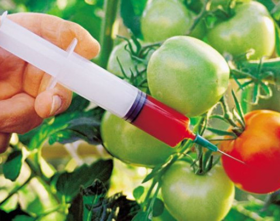 Диже ли Влада Србије рампу за ГМО?