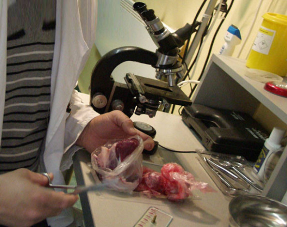 Direktor Veterinarske stanice odgovoran za trovanje trihinelom?