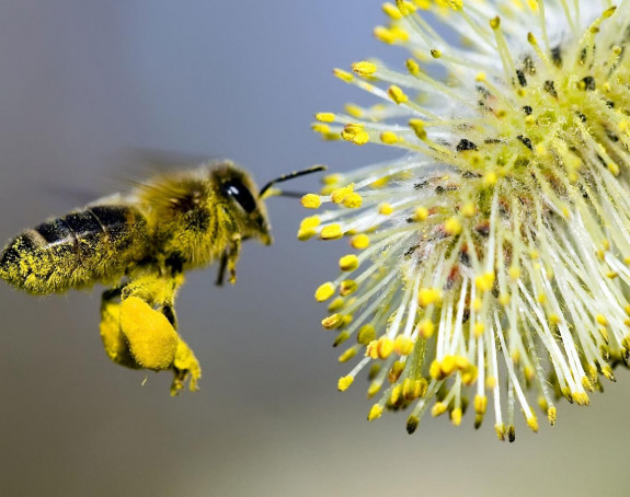 Šta ako dozvolimo da pčele izumru?