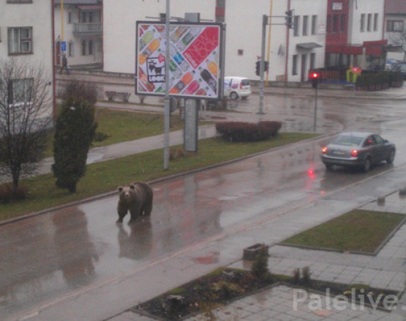 Medvjed na ulicama Pala ipak bio šala!