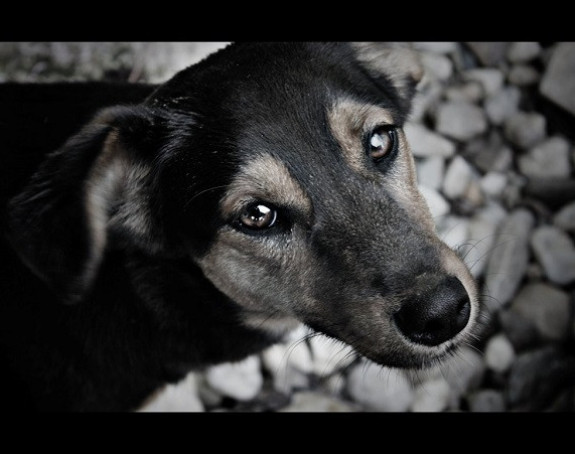 Srbija: Psi ubijeni na monstruozan način