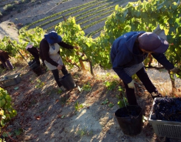 Italijani traže sezonske radnike sa Balkana