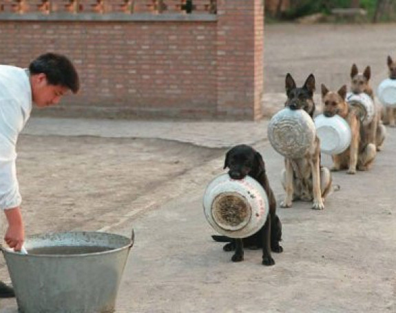 Полицијски пси у Кини чекају у реду за храну 