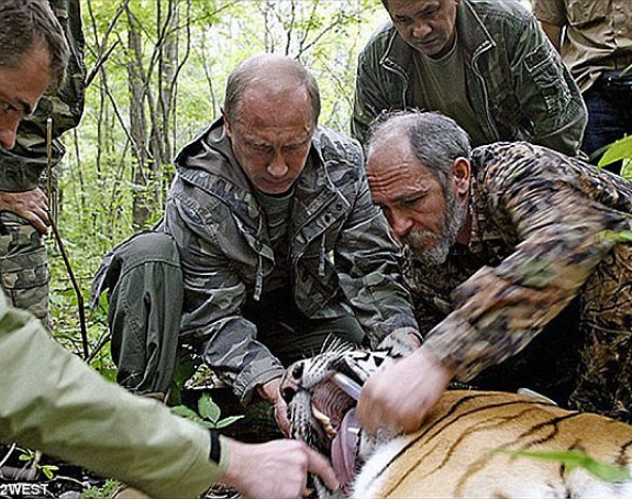 Putinov tigar ubio i pojeo medvjeda