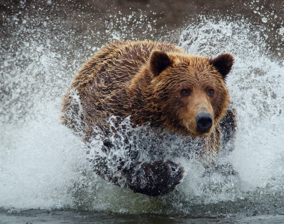 Medvjed se kupao u Ohridskom jezeru