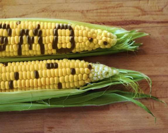 Ствари којих не би било да нема ГМО-а