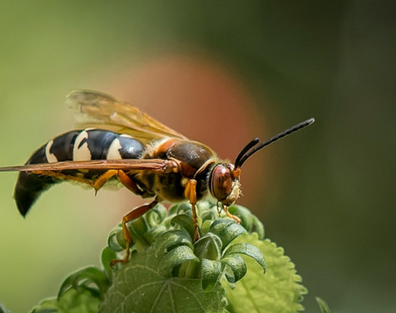 Banjalučane brine najezda štetočina