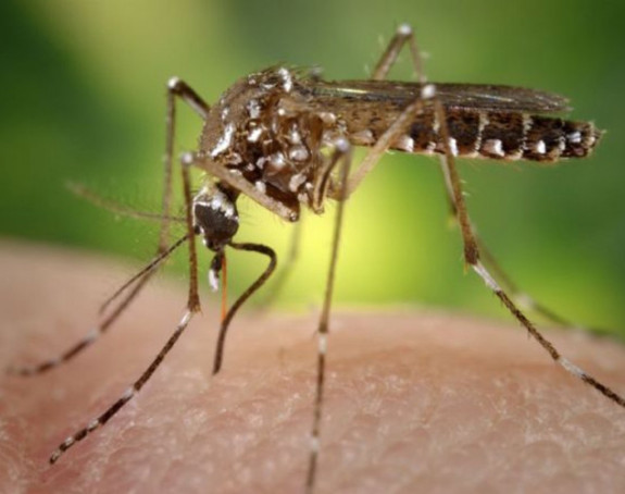 U Srbiji se pojavili zaraženi komarci