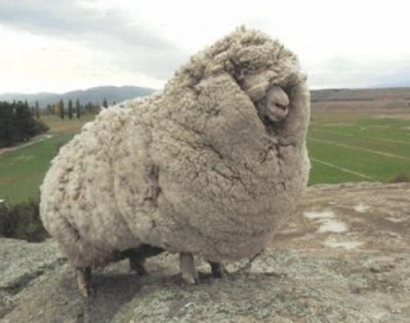 Овца за Гиниса: Носила вуну тешку 40 кг