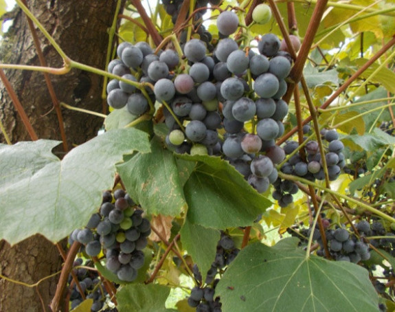 Vinogradi baš rodili!