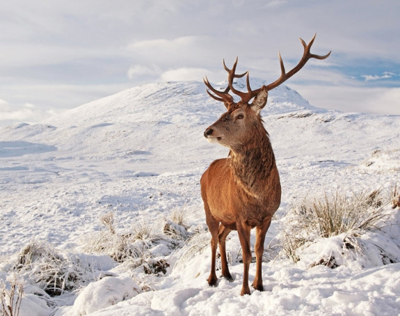 Škoti imaju 421 izraz za snijeg