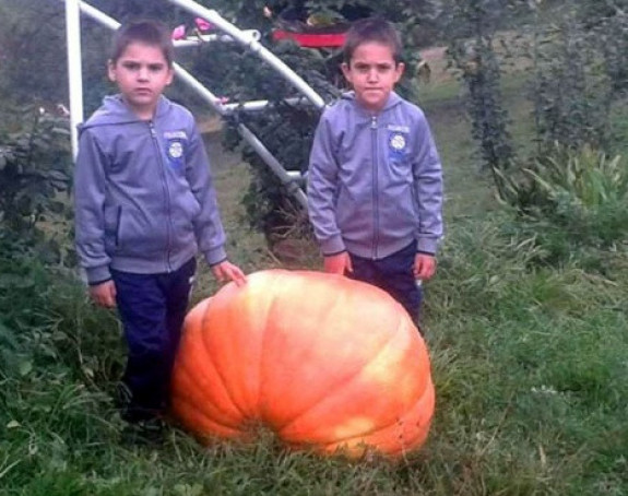 Srbac: Bundeva teška 95 kilograma!