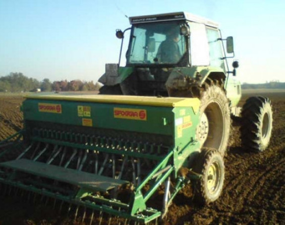 Пшеница увелико губи трку са крмним биљем